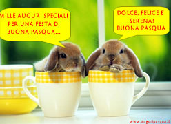 Conigli graziosi