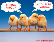 Pulcini