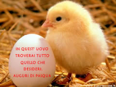 Pulcino auguri